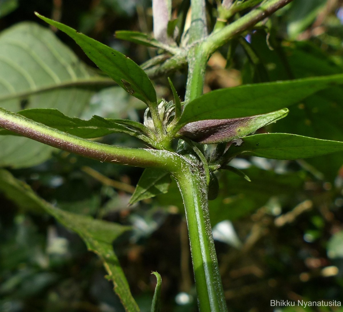 Barleria involucrata Nees